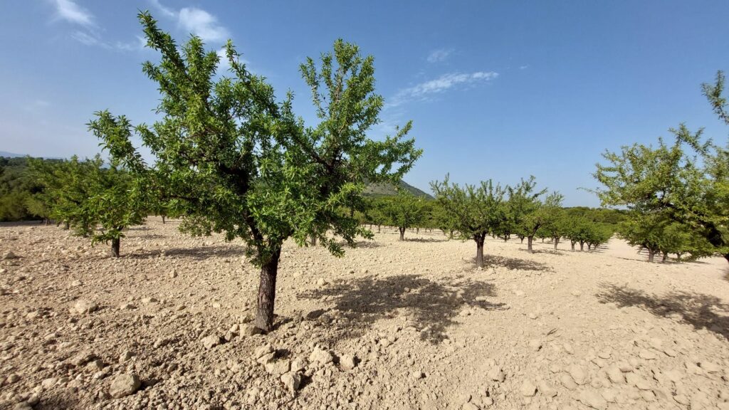 UPA lamenta que la Consejería de Agricultura deje sin anticipos de la PAC a los agricultores y ganaderos murcianos